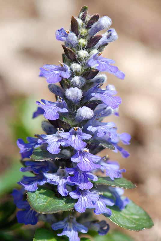 Ajuga reptans / Erba di S. Lorenzo
